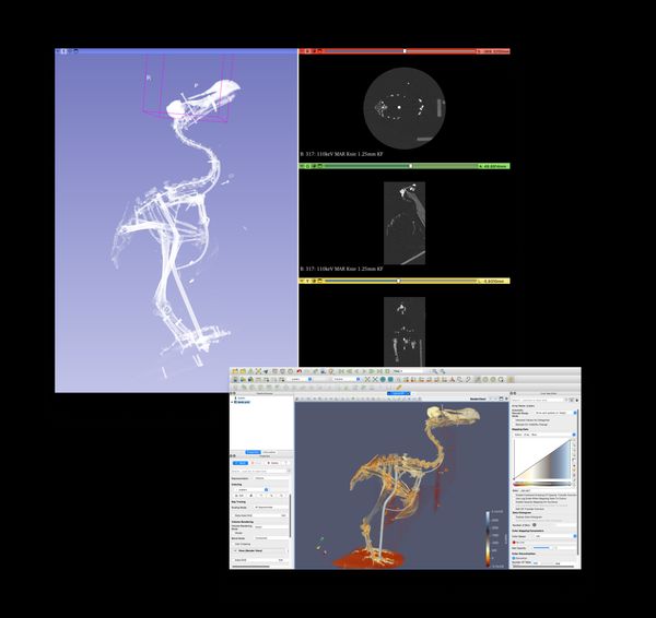 CT Scan des Dodo Skeletts